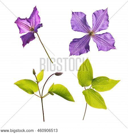 Clematis Jackmanii Flowers,buds And Leaves Isolated Transparent Png