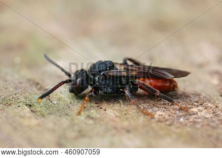 Closeup Of A Full Red Colored Fabricious' Nomad Bee , Nomada Fabriciana Sitting On A Piece Of Wood