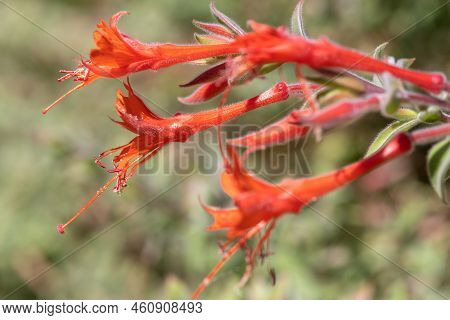 California Fuchsia (epilobium Canum) Flowers