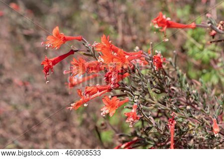 California Fuchsia (epilobium Canum) Flowers