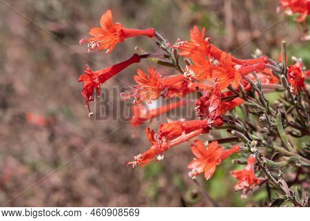 California Fuchsia (epilobium Canum) Flowers