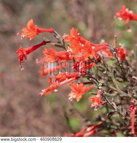 Close Up Of California Fuchsia (epilobium Canum) Flowers In Bloom