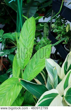 Alpinia Zerumbet, Variegated Ginger Or Zingiberaceae Or Alpinia Galanga And Arrowroot Or Obedience P