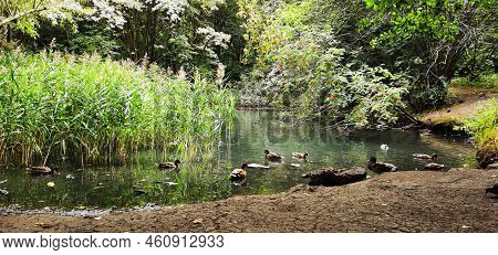 Ducks, Water, Is Wery Beautiful, Borisovo Lake Wondeful Place