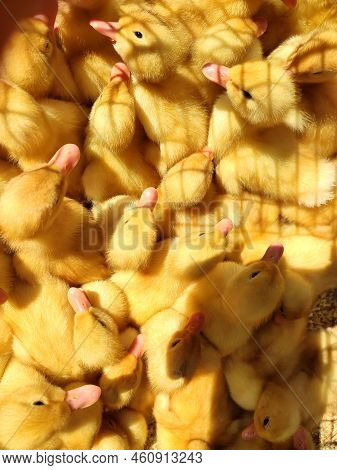 Many Little Yellow Young Ducks Close-up. Many Ducklings Top View. Livestock, Agribusiness, Domestic 