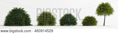 3d Illustration Of Set Cryptomeria Japonica Globosa Nana Tree Isolated On White Background