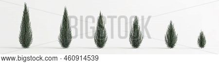 3d Illustration Of Set Juniperus Scopulorum Wichita Blue Tree Isolated On White Background