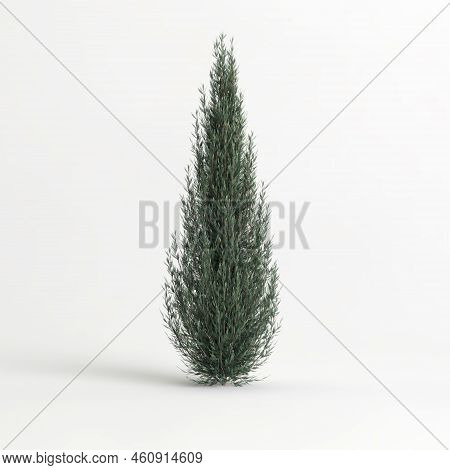 3d Illustration Of Juniperus Scopulorum Wichita Blue Tree Isolated On White Background