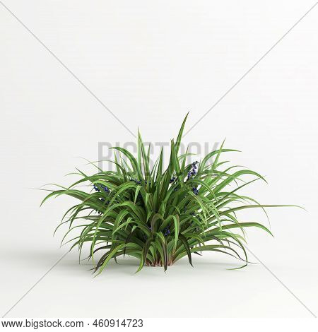 3d Illustration Of Set Dianella Tasmanica Bush Isolated On White Background