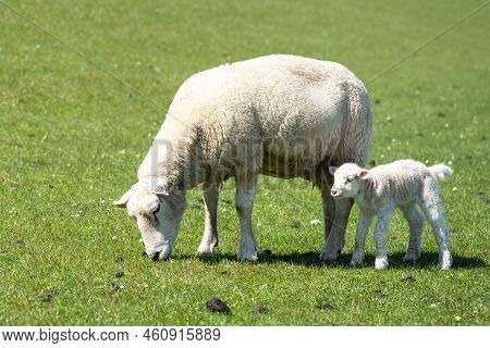 Sheep Farming On The North Frisian Island Pellworm, Green Workers On The Dyke, Germany