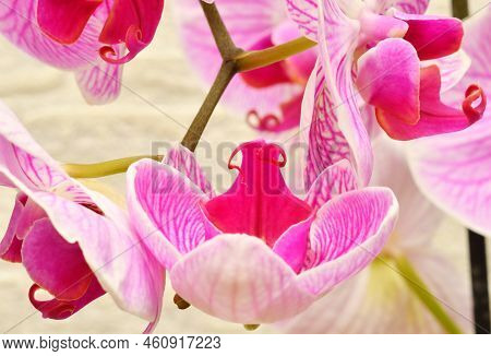 Phalaenopsis Flower (latin. Phalaenopsis) Or Orchid (latin. Orchidaceae) Of White-purple Color