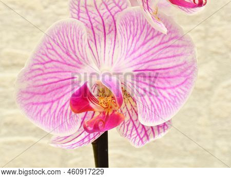 Phalaenopsis Flower (latin. Phalaenopsis) Or Orchid (latin. Orchidaceae) Of White-purple Color