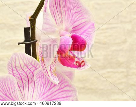 Phalaenopsis Flower (latin. Phalaenopsis) Or Orchid (latin. Orchidaceae) Of White-purple Color