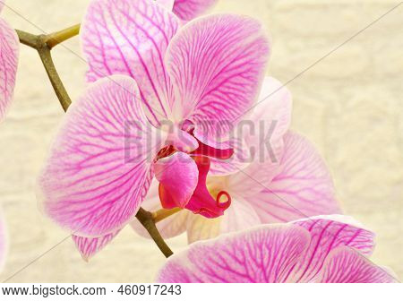 Phalaenopsis Flower (latin. Phalaenopsis) Or Orchid (latin. Orchidaceae) Of White-purple Color