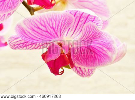 Phalaenopsis Flower (latin. Phalaenopsis) Or Orchid (latin. Orchidaceae) Of White-purple Color