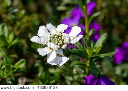 Evergreen Candytuft (iberis Sempervirens) Flowers