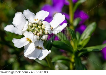 Evergreen Candytuft (iberis Sempervirens) Flowers