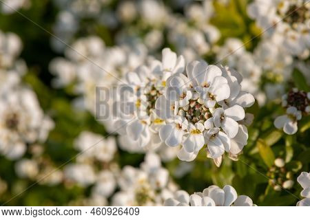 Evergreen Candytuft (iberis Sempervirens) Flowers