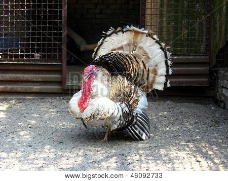 The Important Turkey-cock In A Zoo