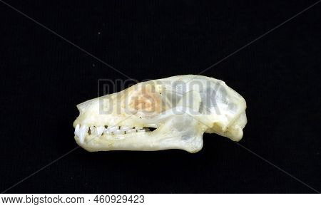 Bat Skull Isolated On Black. Skull Of Rousettus Leschenaulti In Profile Closeup. Horror. Halloween. 