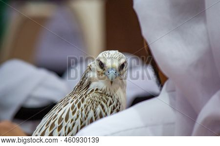 Background Image Of A Arab Guy Holding His Falcon During A Falcon Show In Qatar