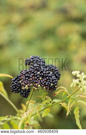 Clusters Fruit Black Elderberry In Garden. Sambucus . Common Names: Elder, Black Elder, European Eld