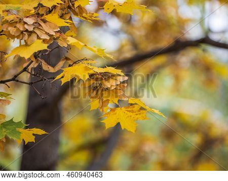 Maple Branches With Yellow Leaves And Seeds In Autumn, In The Light Of Sunset.