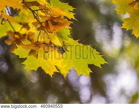 Maple Branches With Yellow Leaves And Seeds In Autumn, In The Light Of Sunset. Dry Autumnal Leaves B