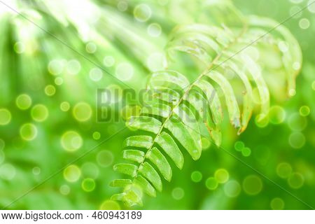 Abstract Bokeh Sunlight And Fern Leaf Background.