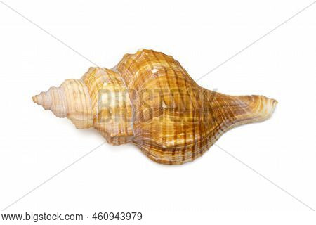 Image Of Trapezium Horse Conch, Striped Fox Conch Seashell (pleuroploca Trapezium) Isolated On White