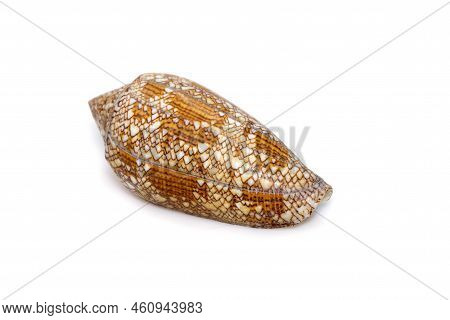 Image Of Conus Omaria Patonganus Sea Shell Is A Species Of Sea Snail, A Marine Gastropod Mollusk In 