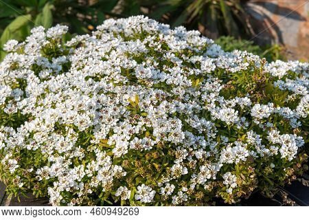 Evergreen Candytuft (iberis Sempervirens) Flowers