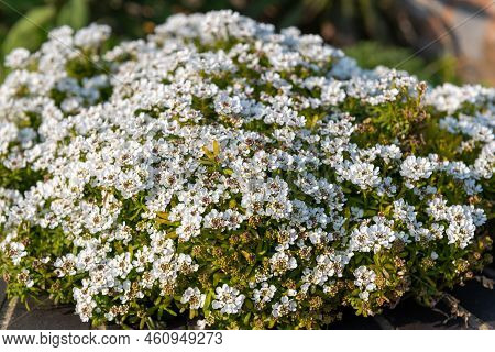 Evergreen Candytuft (iberis Sempervirens) Flowers