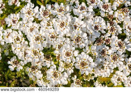 Evergreen Candytuft (iberis Sempervirens) Flowers