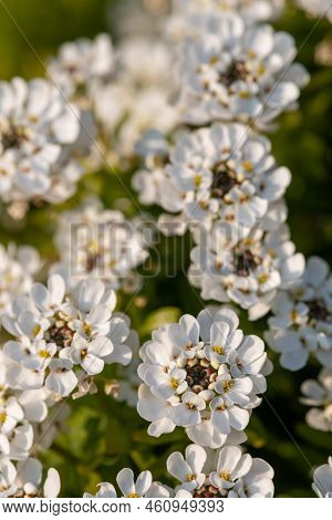 Evergreen Candytuft (iberis Sempervirens) Flowers