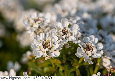 Evergreen Candytuft (iberis Sempervirens) Flowers