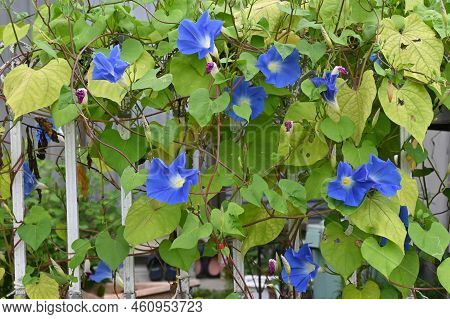 Japanese Morning Glory Flowers. Convolvulaceae Annualvine. Blooms From July To October. Seeds Are Cr