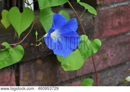 Japanese Morning Glory Flowers. Convolvulaceae Annualvine. Blooms From July To October. Seeds Are Cr