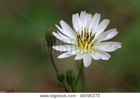 Ixeris 나무