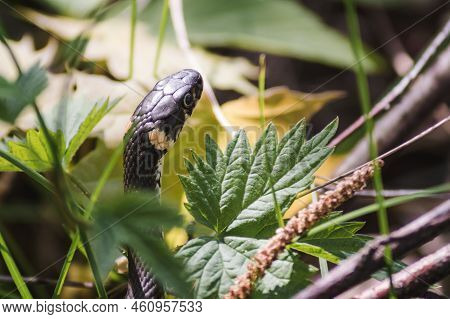 A Non-venomous Snake Crawls In Green Grass. Natrix Natrix, Grass, Ringed Or Water Snake Tasting The 