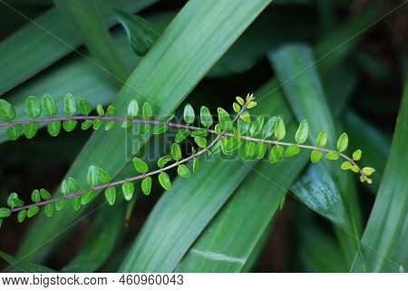 Two Branches Of Leaves Intersect. Floral Background