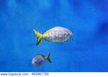 Orange-winged Rhinoceros Naso Lituratus In Blue Water Among Reef Rocks