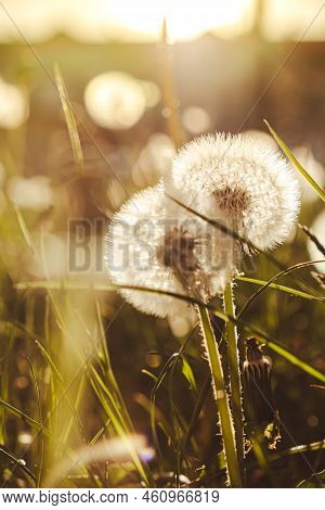 Dandelion Blossom At Sunset. Fluffy Dandelion Bulb Gets Swept Away By Morning Wind Blowing Across Su
