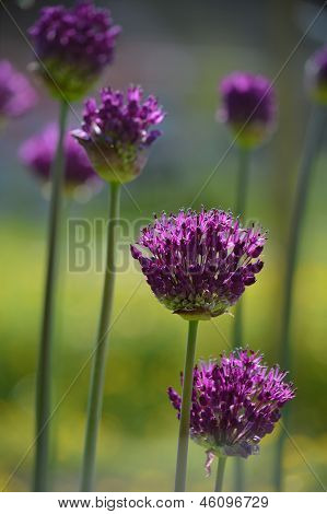 Allium blommor