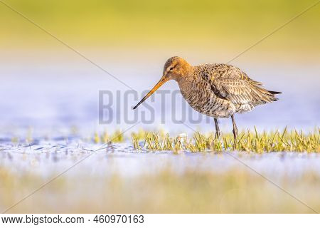 Black-tailed Godwit (limosa Limosa) Resting And Foraging In Shallow Water Of A Wetland During Migrat