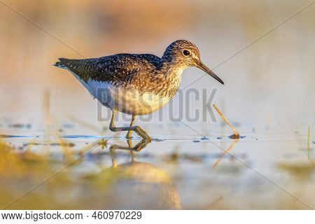 Green Sandpiper (tringa Ochropus) Is A Small Wader Shorebird Of The Old World. Bird Wading In Shallo