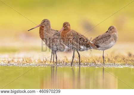 Small Group Of Black-tailed Godwit (limosa Limosa) Resting And Foraging In Shallow Water Of A Wetlan