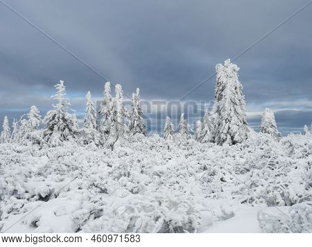 View Of Winter Landscape With Snowy Spruce Tree Forest With Snow Covered Conifers. Krkonose Mountain