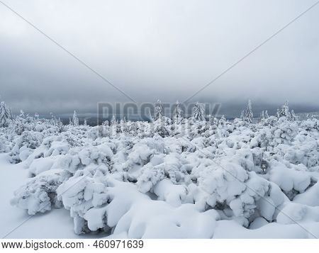 View Of Winter Landscape With Snowy Spruce Tree Forest With Snow Covered Conifers. Krkonose Mountain