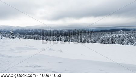 Panoramic View Of Winter Landscape With Fields Downhill Over Snowy Spruce Tree Forest With Snow Cove